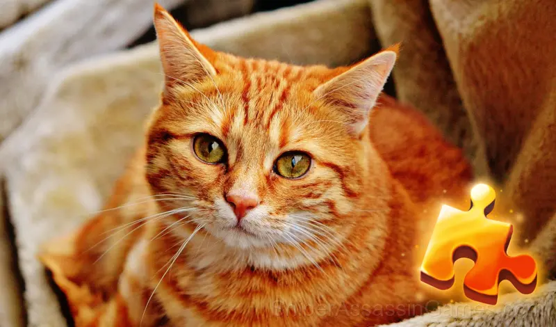 Play Cats Jigsaw Puzzle