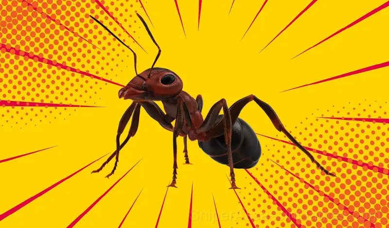 Play Ant Colony