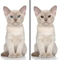 Spot Differs: Daily
