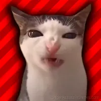 Five nights with Cats